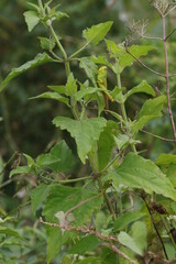 grasshoppers are on the leaves in the afternoon