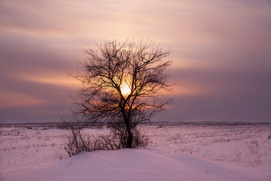 A lonely field in a snow-covered field in winter at sunset.