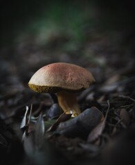 mushrooms in the forest