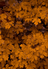 A course of bright orange fire leaves on an autumn day. Wallpaper for the phone. Copy Space.
