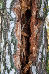 tree rotten from inside close-up