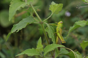 grasshoppers are on the leaves in the afternoon