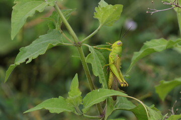 grasshoppers are on the leaves in the afternoon