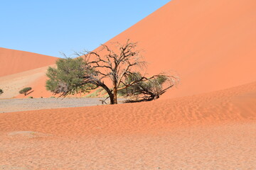 Fototapeta na wymiar Lebender Baum und toter Baum in Afrika