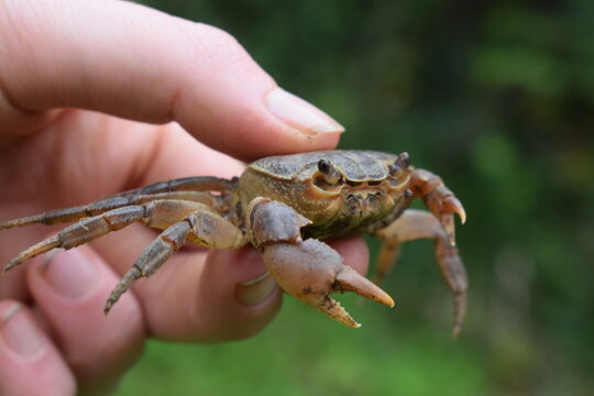 Italian freshwater crab (Potamon fluviatile) held in hand