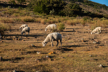 Sheep grazing outdoors