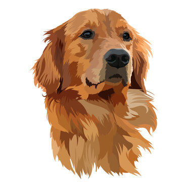 Golden Retriever Cartoon Images Browse 9 598 Stock Photos