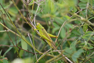grasshoppers are on the leaves in the afternoon