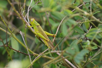 grasshoppers are on the leaves in the afternoon