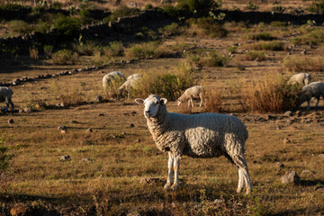 Sheep grazing outdoors
