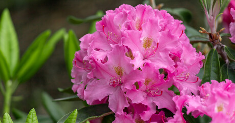 Azaleas tropical flower.