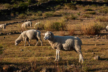 Obraz premium Sheep grazing outdoors