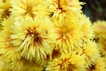 bright yellow chrysanthemum close up flowers background wallpaper