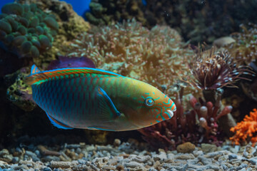 Naklejka na ściany i meble Marine fishes with beautiful colors