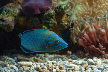 Fototapeta na wymiar Marine fishes with beautiful colors