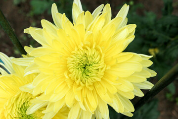 big yellow chrysanthemum flower in the garden close up