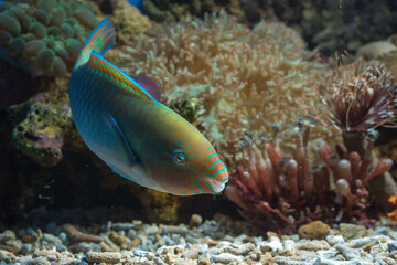 Fototapeta na wymiar Marine fishes with beautiful colors