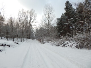 road in winter forest