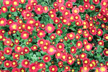 background with beautiful red bright small colorful chrysanthemum flowers