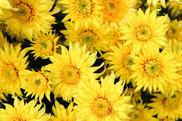 bright yellow chrysanthemum close up flowers background wallpaper