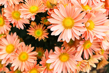 bright pink chrysanthemum close up flowers background wallpaper