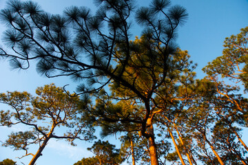 Alabama Pine Trees