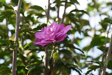 Japanese anemone flowers / Ranunculaceae perennial grass	