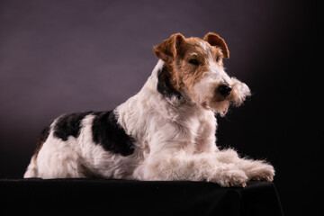 Portrait of a Wirehaired Fox Terrier lying isolated on a black background. Close up side view.