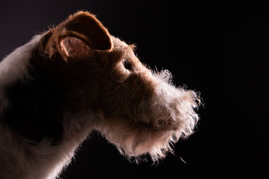 Side View Of The Face Of A Dog Wire Haired Fox Terrier Breed That Looks To The Side On A Black Background In The Studio. Close Up.