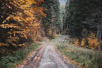 Dirt road in a forest in Romania during a rainy and cold November day.