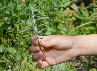 Propagating lavender from cuttings. A gardener is holding a lavender cutting, graft in hand to plant it in soil.