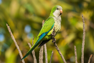Monk Parakeet Myiopsitta monachus Costa Ballena Cadiz