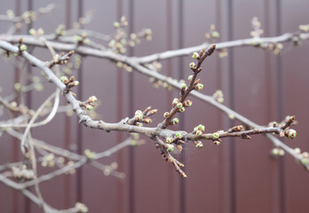 A close-up of bare, leafless plum tree branches, shoots with closed buds in spring with selective focus.