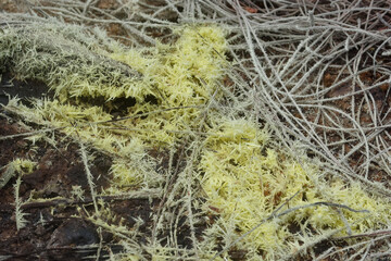 Sulfur crystals in Lokon-Empung Volcano crater, Sulawesi Island, Indonesia