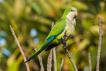 Monk Parakeet Myiopsitta monachus Costa Ballena Cadiz