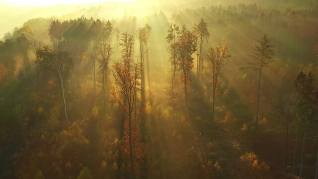 Flying over fabulous autumn forest with fog in the early morning, aerial view. Silence, calmness and relaxation concept.