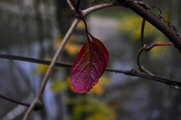 autumn leaves on the tree