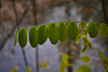 acacia leaves