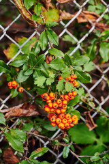 Macro shot of a rowan shrub (sorbus aucuparia) with ripe orange rowan berries in sunlight.