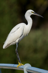 Little Egret Egretta garzetta Costa Ballena Cadiz