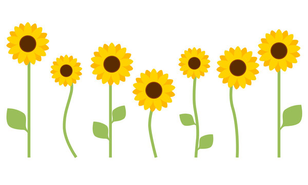 Sunflower with leaves. Flat design for poster or t-shirt. Vector illustration