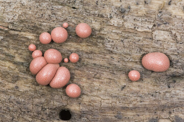 Lycogala epidendrum wolf's milk Protista small orange or gray spore-filled pellets growing on dead wood