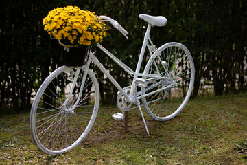 White retro vintage  bicycle with yellow flowers isolated. Natural green background. Garden decoration. Selective focus.