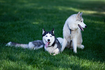 Portrait of two Siberian huskies in summer in the park on a background of green grass