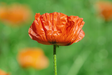 Blossom of poppy flower