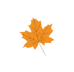 autumn dry leaf on white background