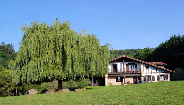 Paisaje de casa de campo del Pa&iacute;s Vasco con &aacute;rbol sauce llor&oacute;n