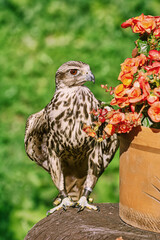 Saker falcon (Falco cherrug)