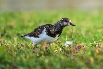 Ruddy Turnstone Arenaria interpres Costa Ballena Cadiz