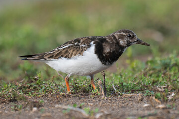 Ruddy Turnstone Arenaria interpres Costa Ballena Cadiz